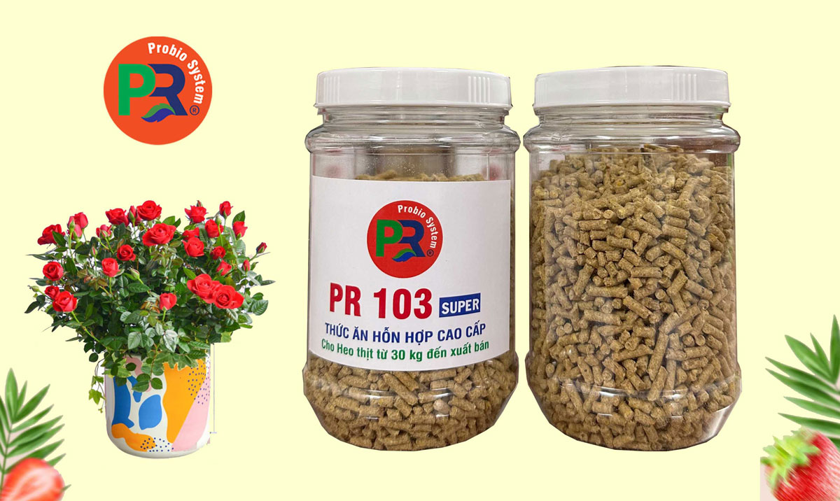 Thức ăn hỗn hợp cao cấp cho heo thịt từ 30 kg  đến xuất bán